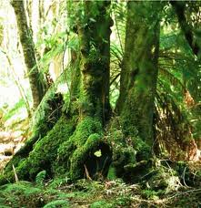 image: Mature Rainforest Plants