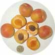 image: Apricot