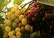 image: Grapes