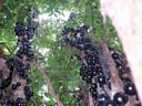 image: Jaboticaba