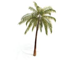 image: Palm Trees