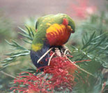 image: Native Trees