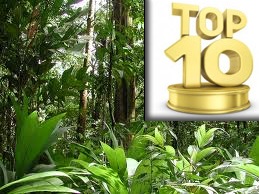 image: Rainforest Trees - Daleys Top Ten