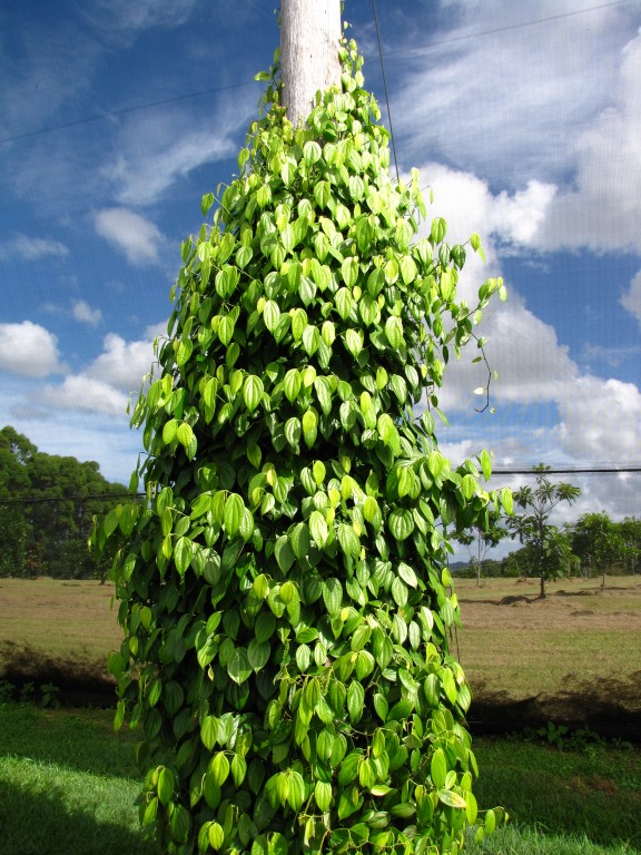 Black Pepper
