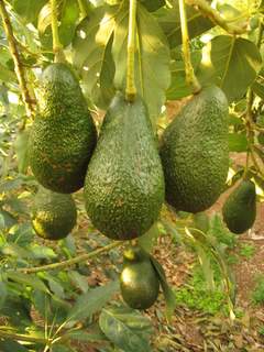 Reed Avocado Tree