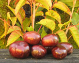 Burdekin Plum