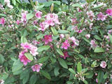 Ceylon Hill goosberry flower