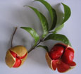 Small leaf tamarind