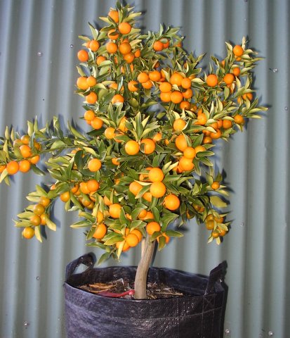 fruiting trees