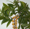 Yellow Jaboticaba