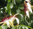 Guiana flower