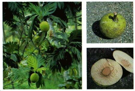 http://www.daleysfruit.com.au/UserFiles/Image/Fruit/Breadfruit-Tree.jpg