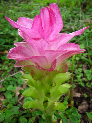 Cape York Turmeric