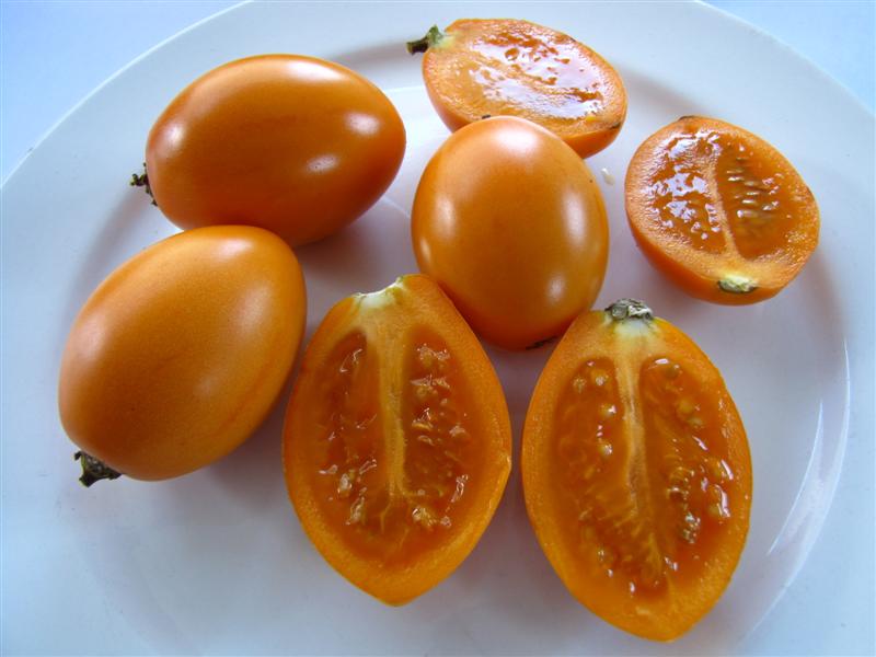 Orange Tamarillo