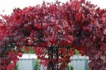 Ornamental Grape