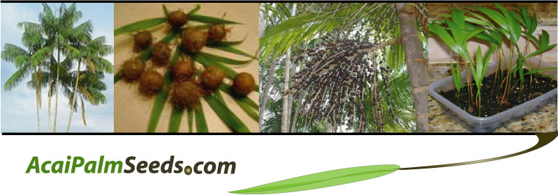 Acai Palm
