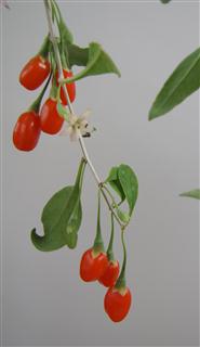 Goji Berry