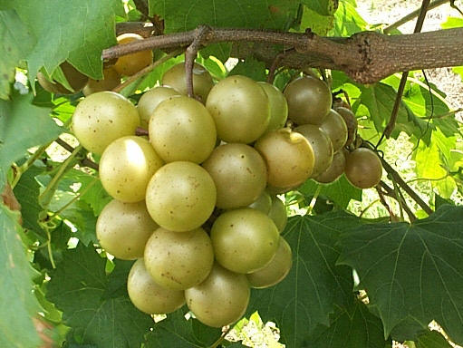 Muscadine Grapoe