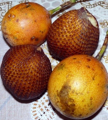 Salak - Salacca edulis - Snak Fruit