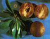 Sapodilla