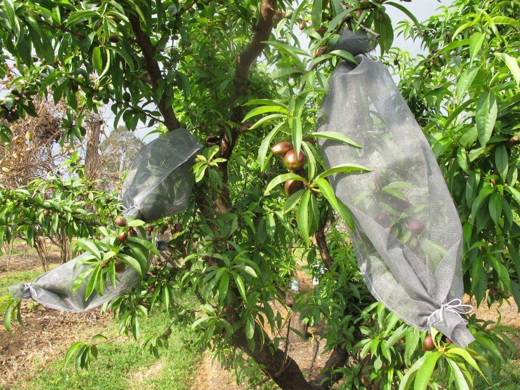 Exclusion Bags
