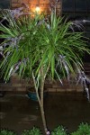 Palm Lily Cordyline