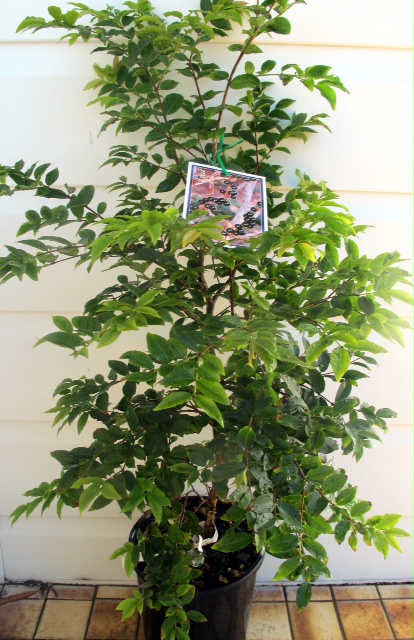 Jaboticaba