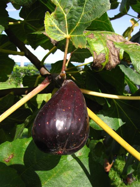 Catalogna fig