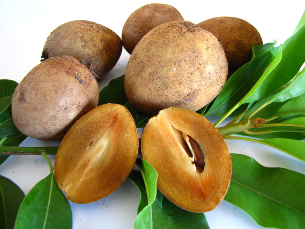 Sapodilla%20%2835%29%20%28Medium%29.JPG