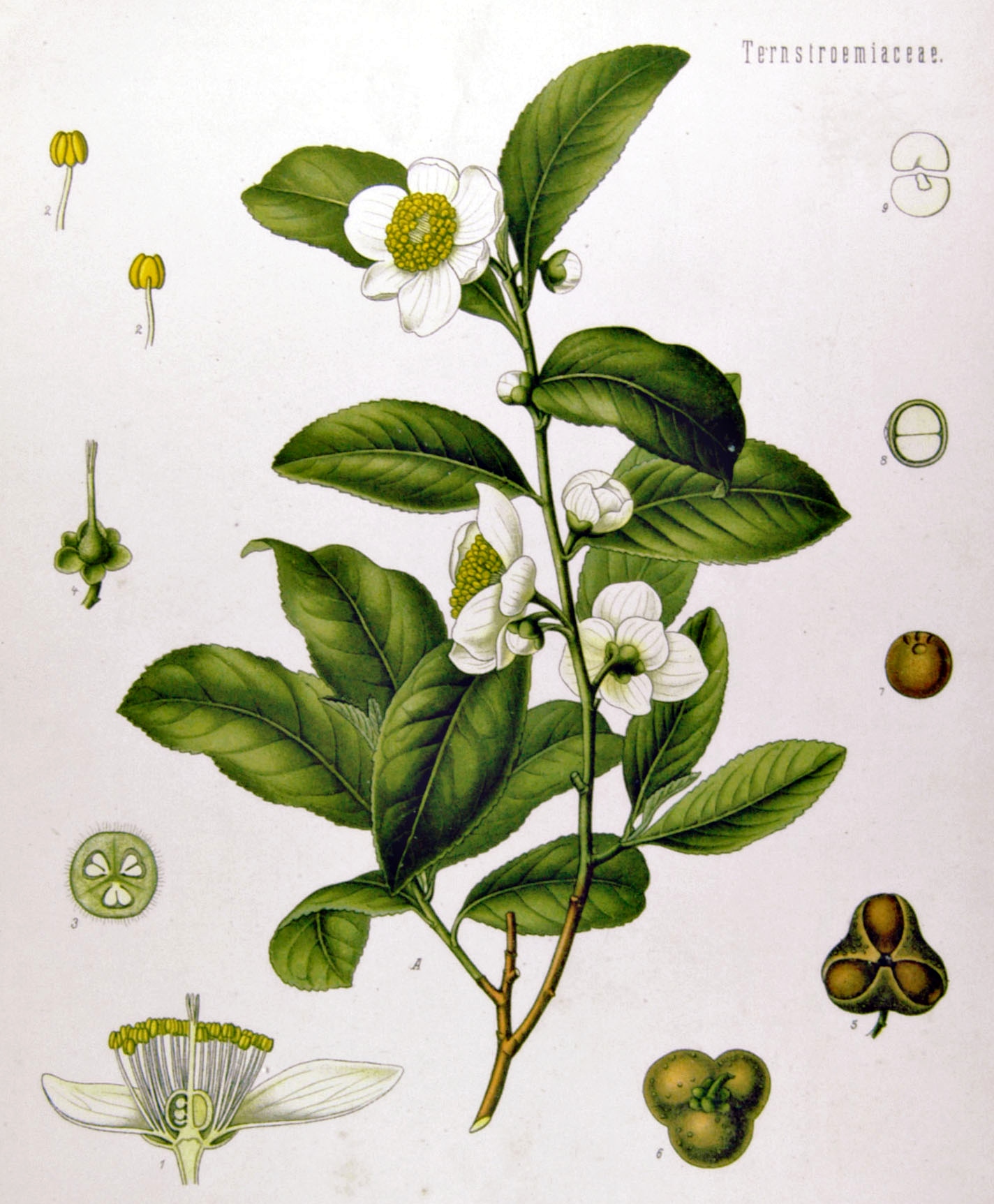 Fair Trade, Tea Plants, Coffee Plants