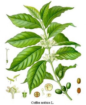 Coffee Botanical drawing