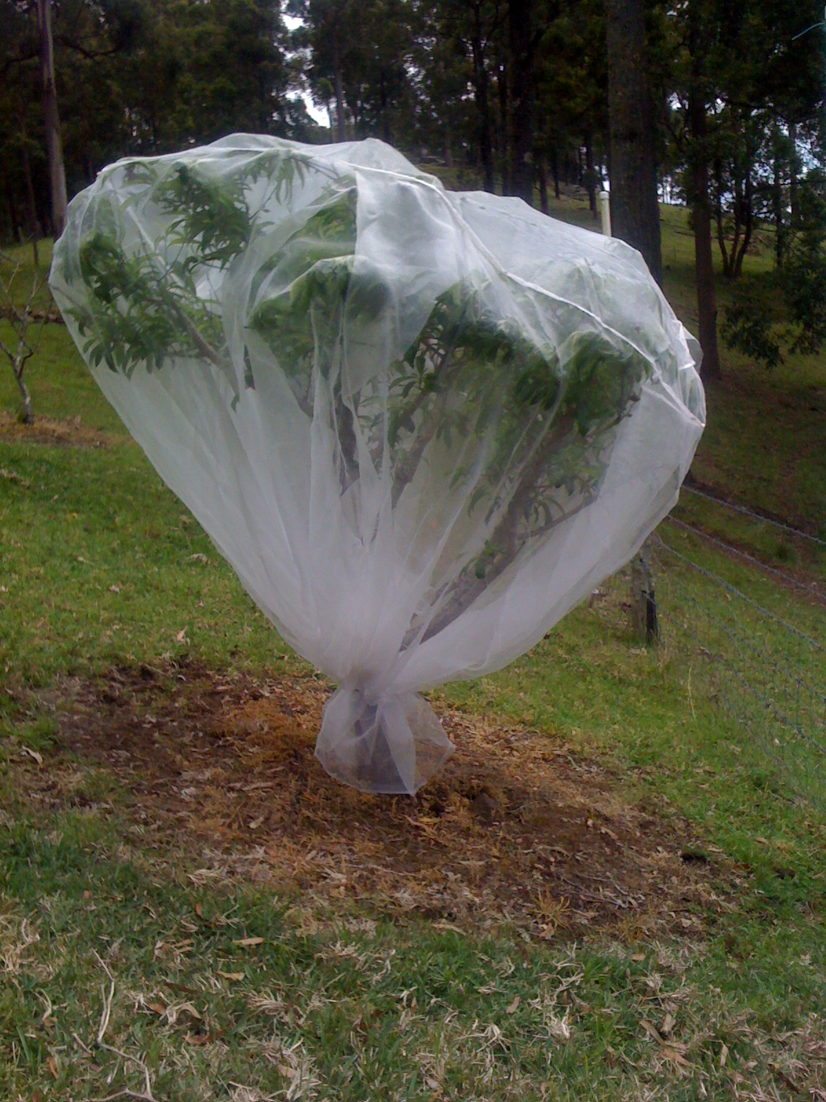 Fruit Tree netting