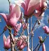 Magnolia soulangiania