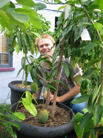 Competiton - Dwarf Fruit Trees - $100 Prize. Correy Mango Tree