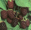 Berry Fruits - Rubus sp