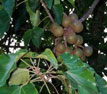 Candle Nut