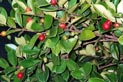 Cedar Bay Cherry