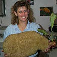 Jackfruit Jakfruit