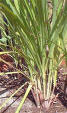 Lemon Grass - Cymbopogon citrates