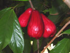 Malay Apple