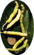White Shahtoot Mulberry