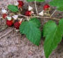 Atherton Raspberry