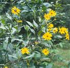 Jerusalem Artichoke Flowers