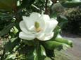Magnolia Grandiflora