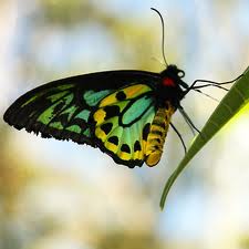 image: Butterfly Trees