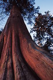 Cabinet Timber Trees