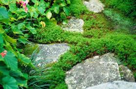 Ground Cover & Rockery Plants