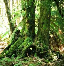 Mature Rainforest Plants