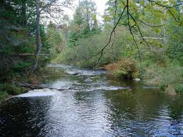 Riparian Trees