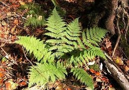 image: Understorey Plants